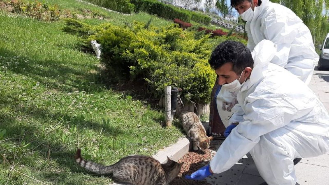 Ankara Etimesgut'ta sokak hayvanları unutulmuyor