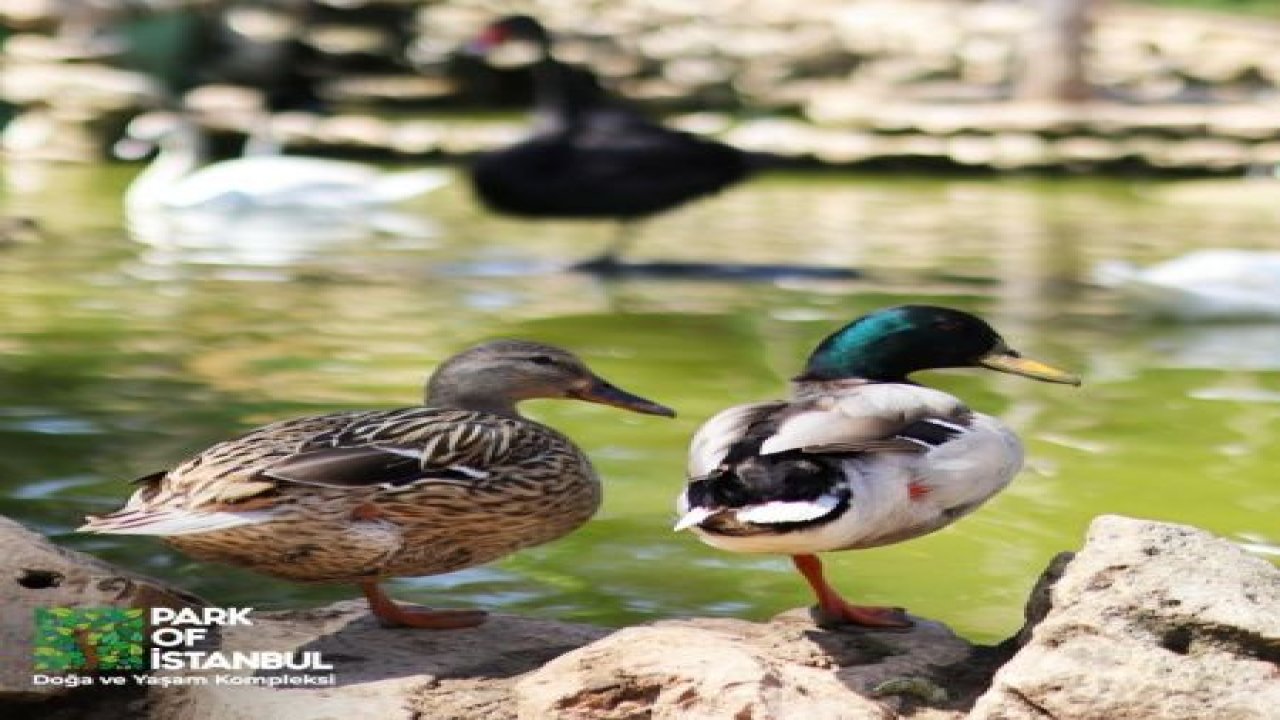 İstanbul’un İlk En Kapsamlı Doğa ve Yaşam Alanı Çekmeköy’de