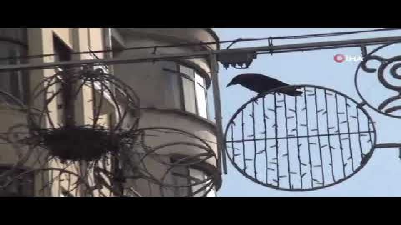 Taksim İstiklal Caddesi’nin göbeğindeki ilginç kuş yuvası