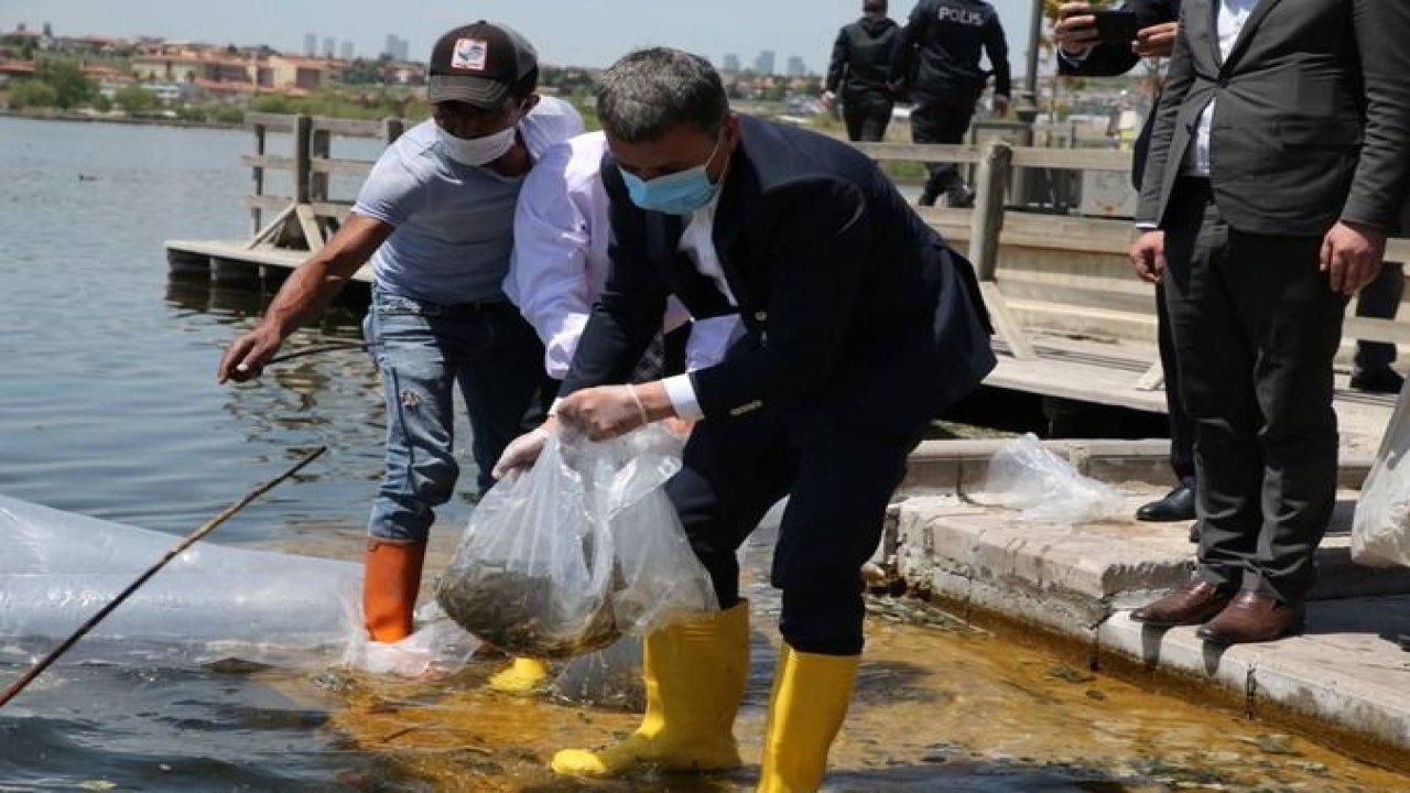 ​Gölbaşı’nın suları sazanlarına kavuştu..