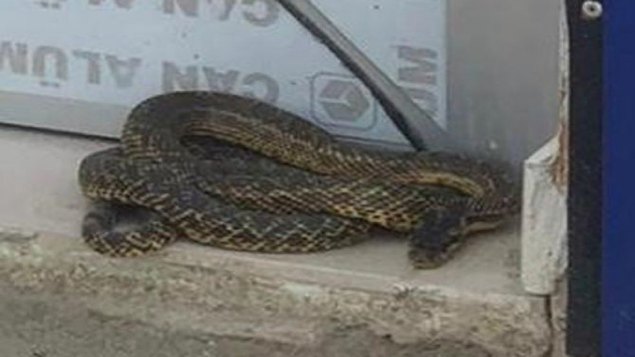 Sıcaklar tavan yaptı, yılanlar ortaya çıkmaya başladı