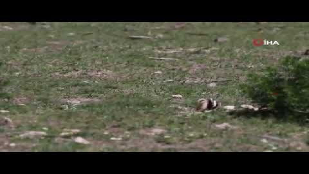 Eskişehir’de ilk defa ’alaca sansar’ görüntülendi