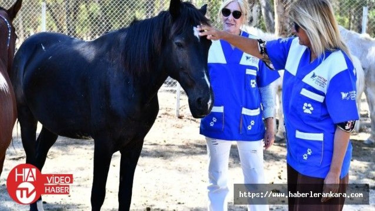 Faytona koşulan atların yeni evi Doğal Yaşam Parkı oldu