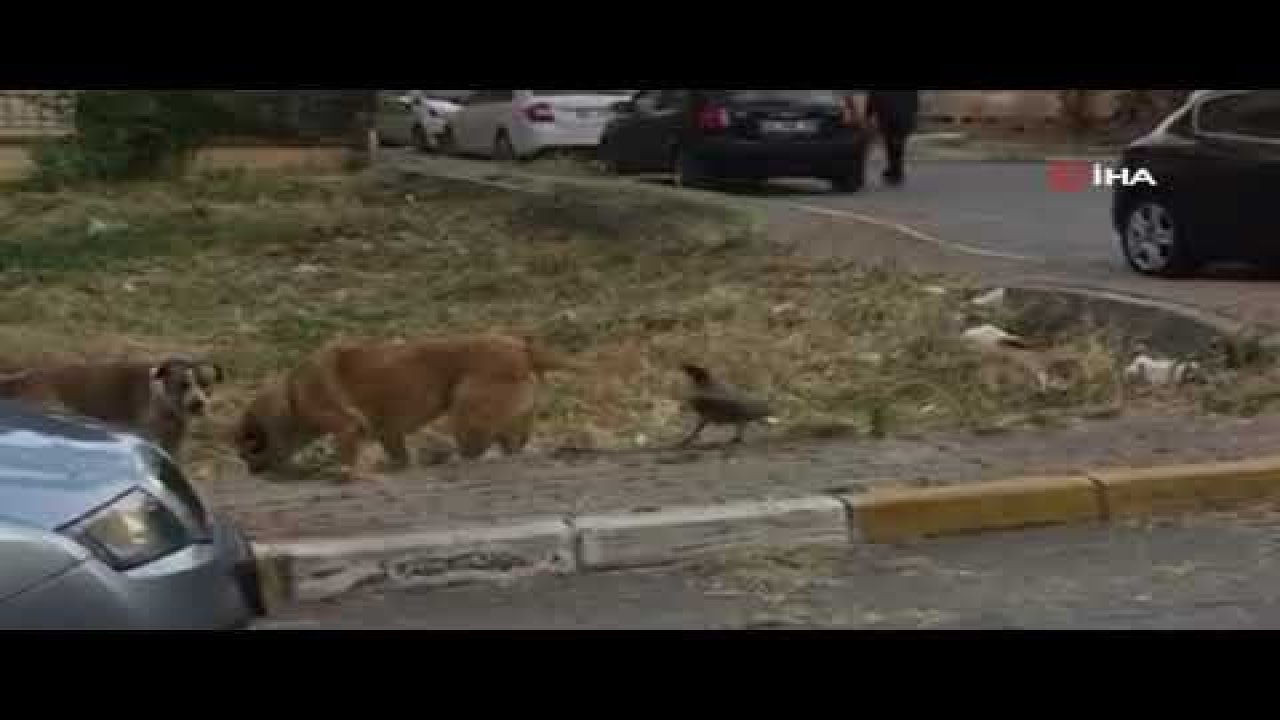 Kargayla köpeğin kavgası gülümsetti - Video Haber Ankara