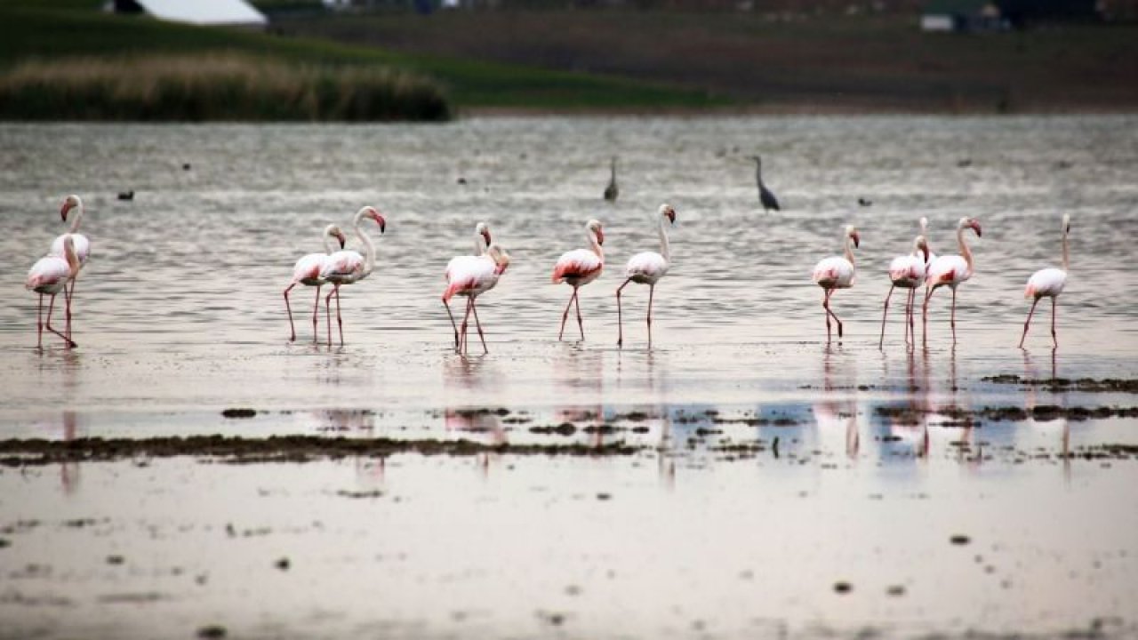Ankara Gölbaşı sularında flamingolardan görsel şölen