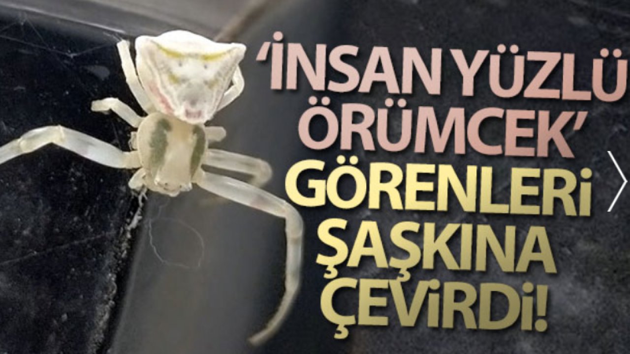 İnsan yüzlü örümcek! Görenleri Hayrete Düşürüyor