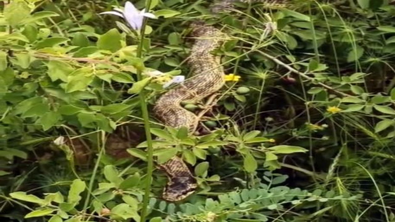 Cins cins yılanlar korku salıyor - Video Haber