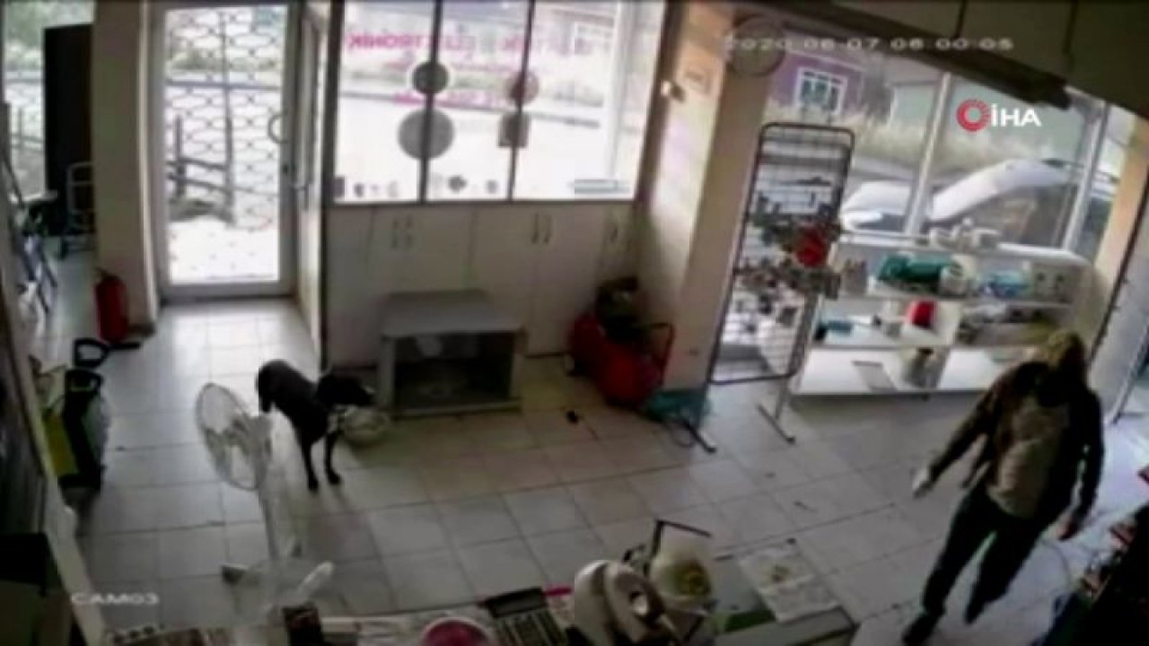 Hırsızlar elektrikçiyi soydu, dükkandaki köpek ise... - Video Haber