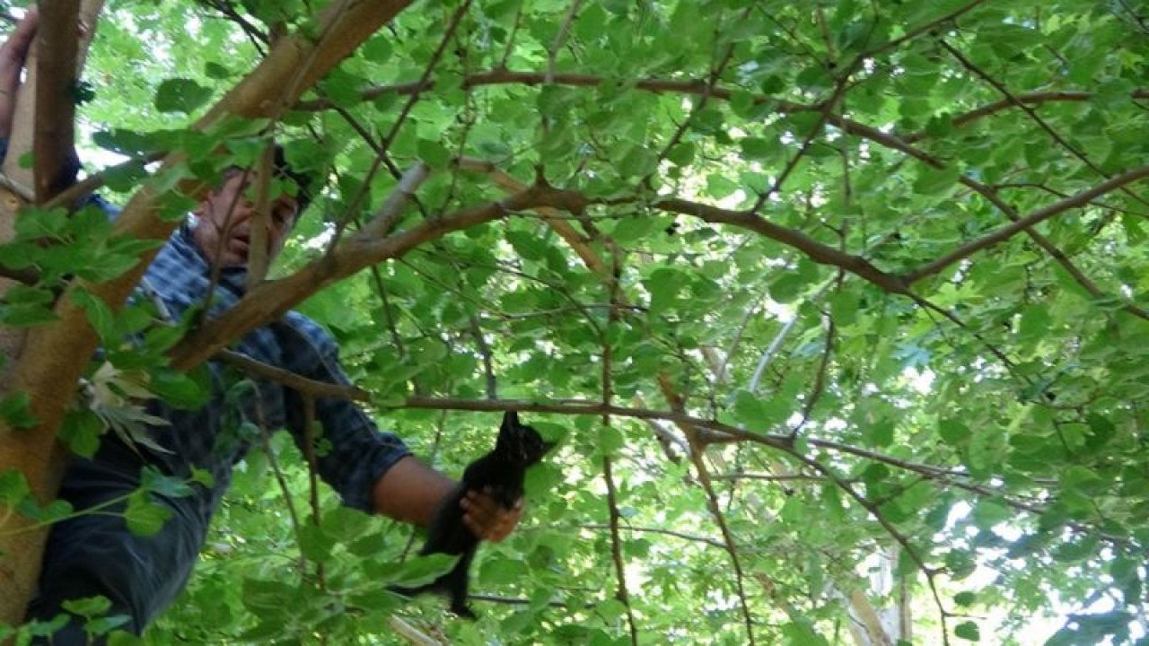 Oğlu sınavda olan baba dayanamadı... Ağaçta ter döktü! - Video Haber