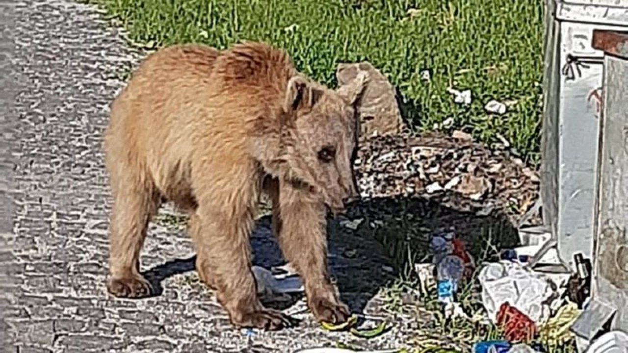 Bitlis’in maskotu haline gelen boz ayılar yeniden görüldü - Video Haber