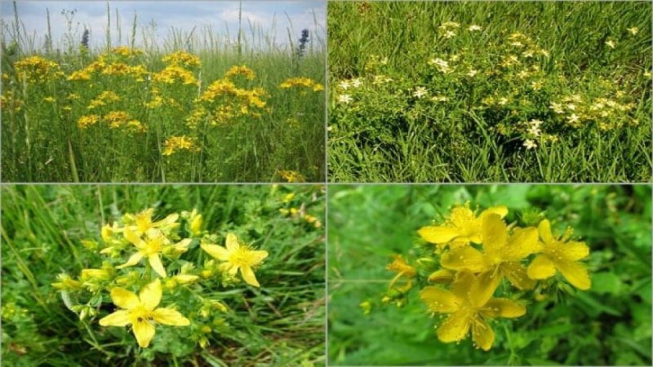 "Altın sarısı" çiçekli kantaronda hasat zamanı
