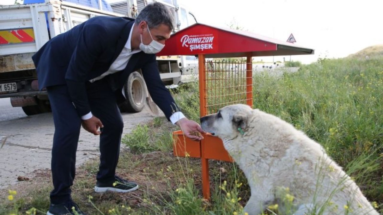 Gölbaşı Belediyesi sokak hayvanları için iki projeyi hayata geçiriyor…