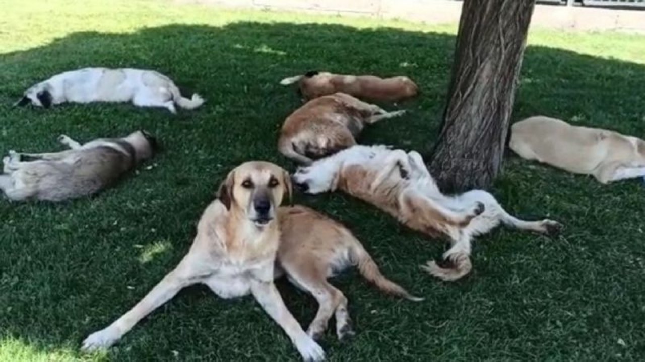 Köpekleri görüntülemek isterken hayatının şokunu yaşadı! Hepsi birden...