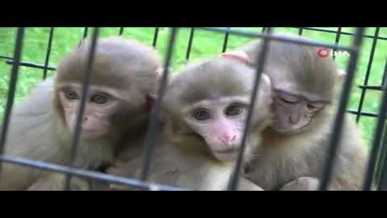Down sendromlu olan yavruya kardeşleri bakıyor - Video Haber