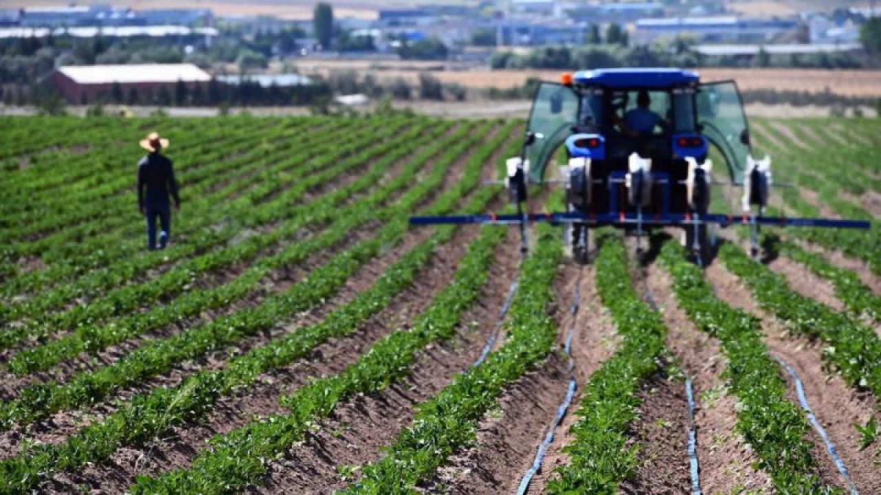 Ankara Büyükşehir’e ait tarım arazilerinde hasat için geri sayım başladı