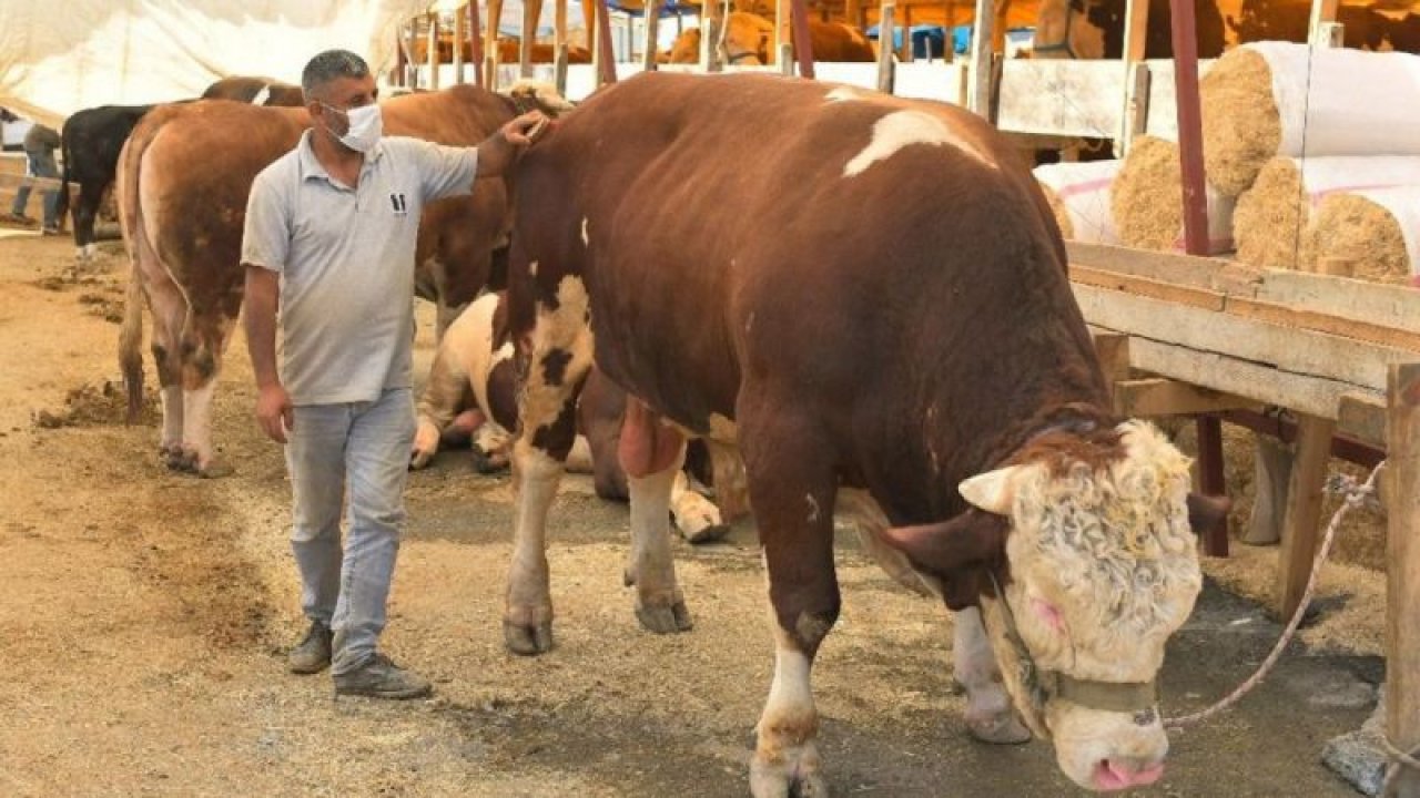 Kurbanlık pazarının 1 ton 200 kiloluk paşası alıcısını bekliyor