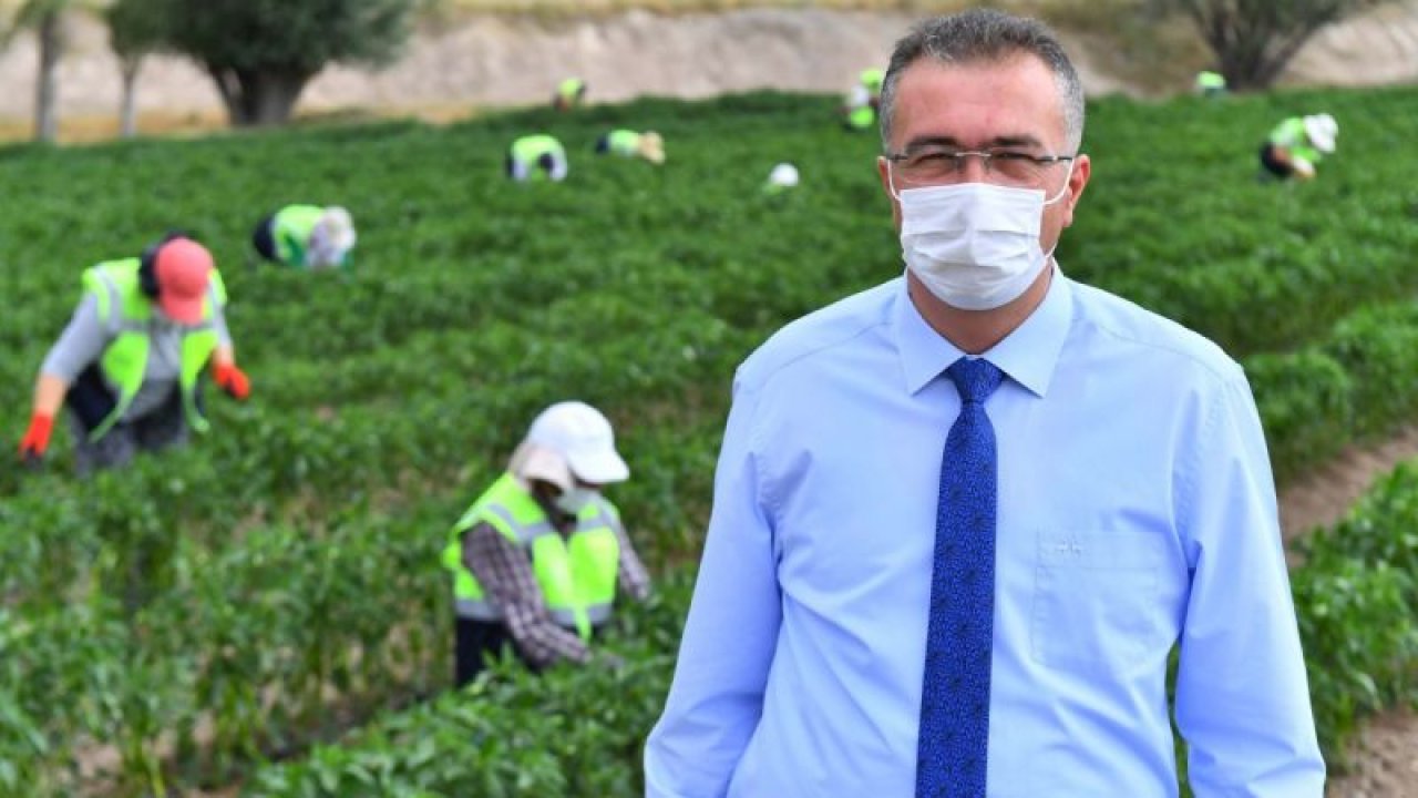 Ankara'da Büyükşehir’e ait tarım arazileri üretim atağına geçti