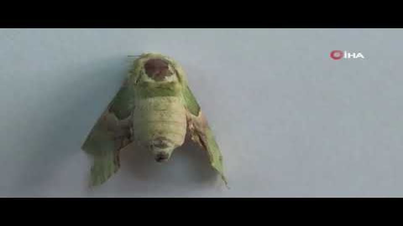 Kelebeğin sırtındaki insan sureti görenleri şaşırtıyor - Video Haber