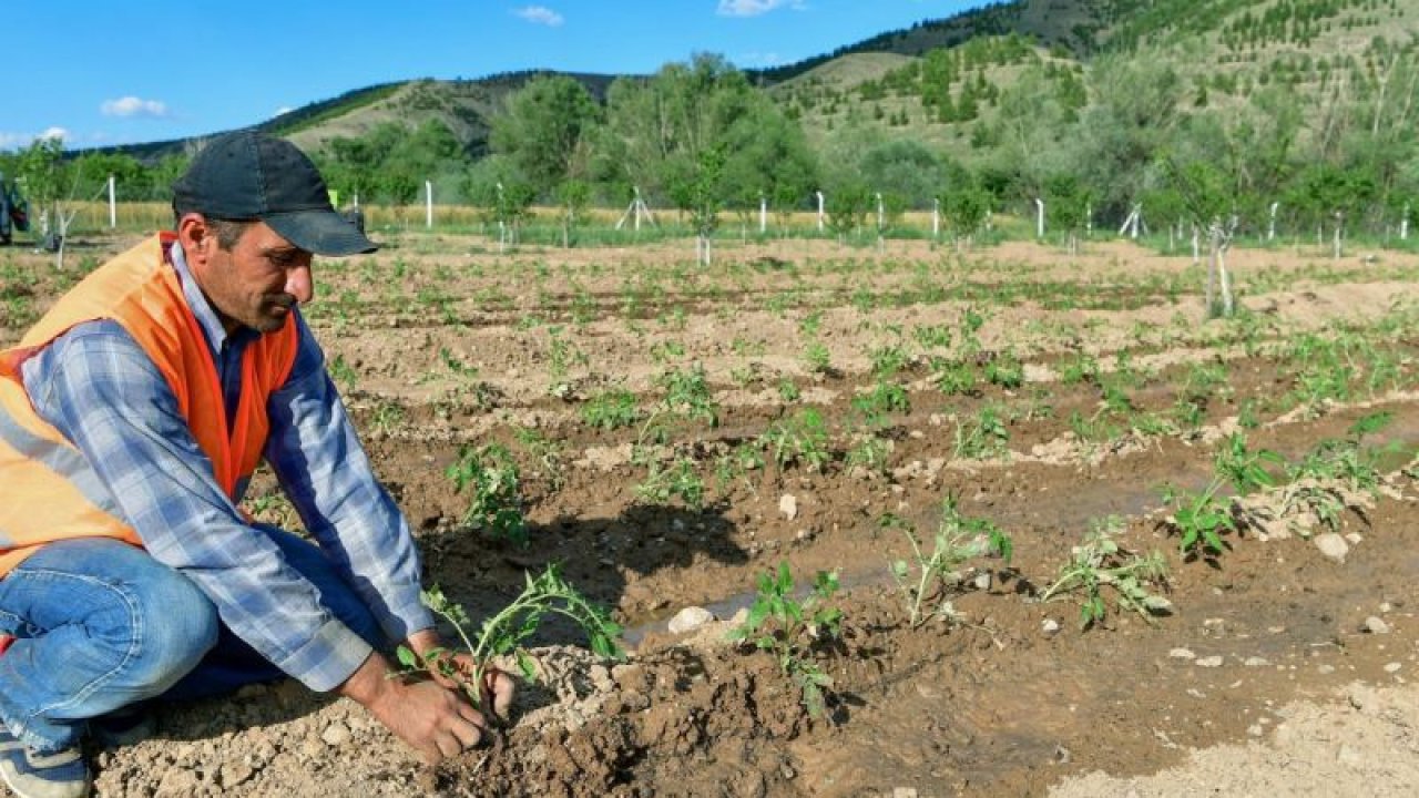 Mamak’ın ekonomisi canlanıyor... Ekoköy’de ilk hasat - Ankara
