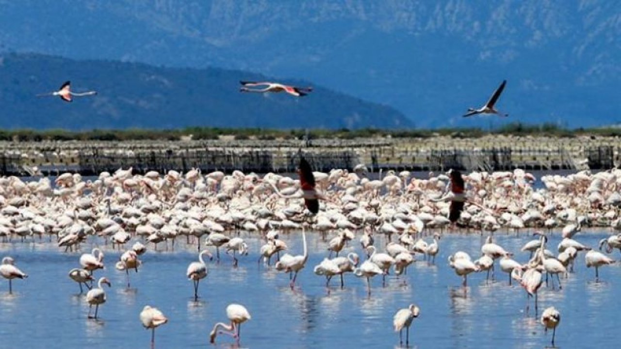 Türkiye'nin büyüleyen güzelliği: Kuş cennetleri