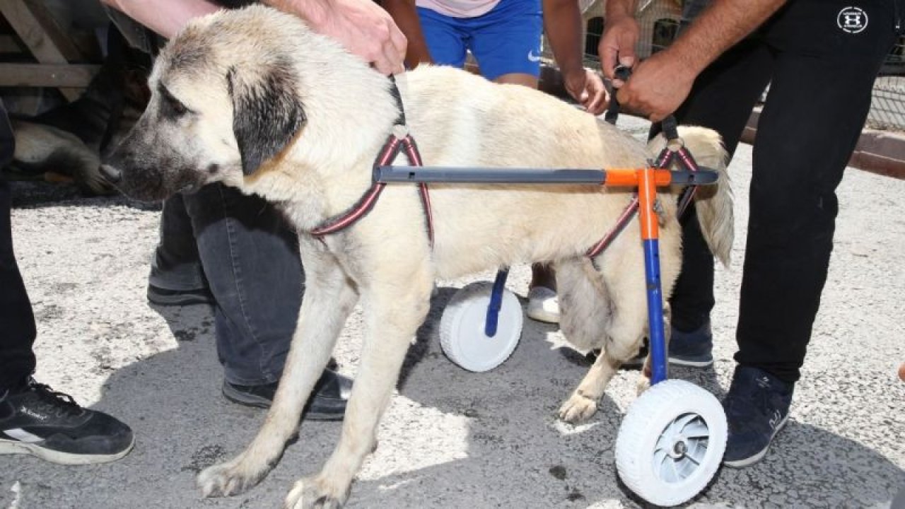 ​Gölbaşı Belediyesi’den engelli sokak hayvanlarına yaşam desteği