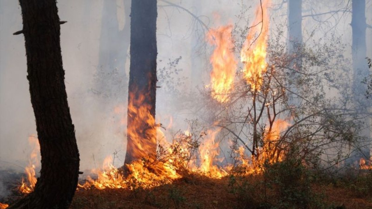 Aydos Ormanı'nda yangın! Olay yerine çok sayıda itfaiye sevk edildi