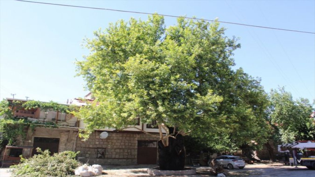 Ankara Güdül ilçesinde 650 yaşındaki tarihi çınar ağacı işte böyle kurtarıldı