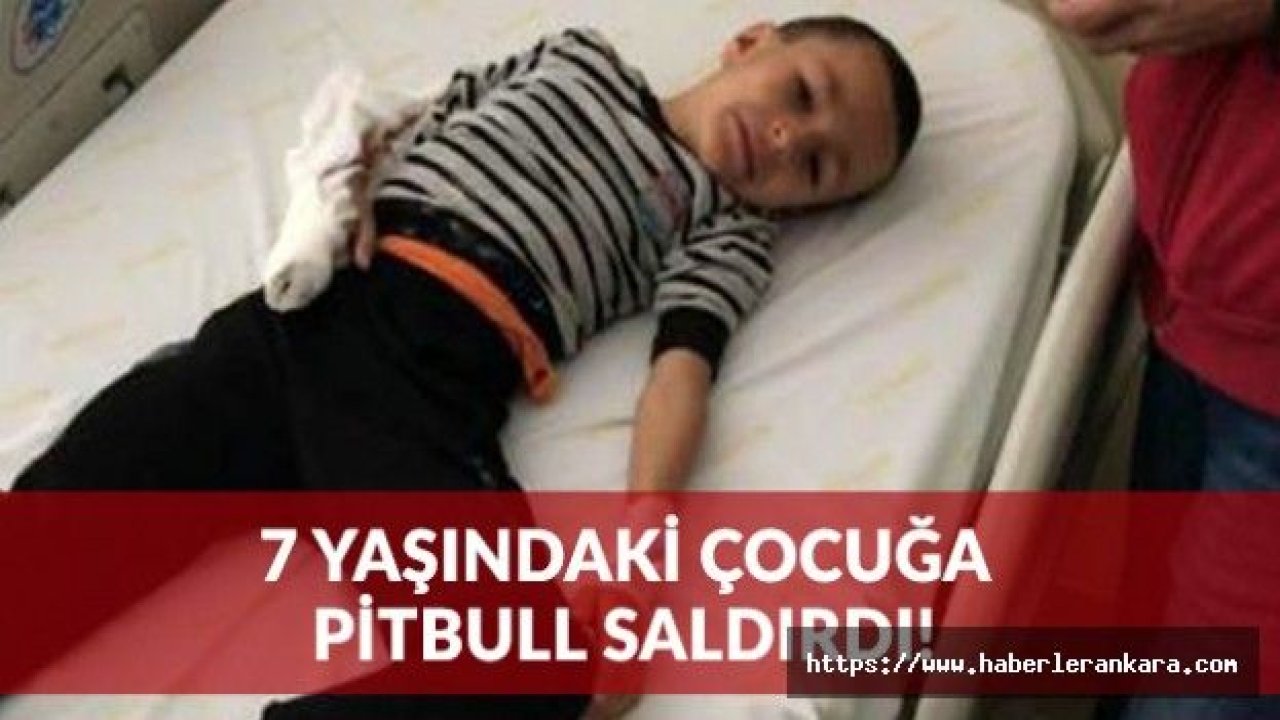 7 Yaşındaki Çocuk Pitbull Saldırısı Sonucunda Hastanelik Oldu!