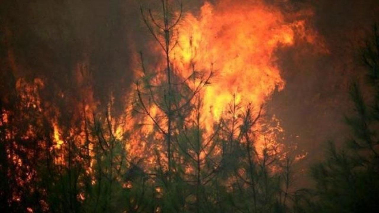 Bakan Pakdemirli: "Adana'daki orman yangını kontrol altına alındı"