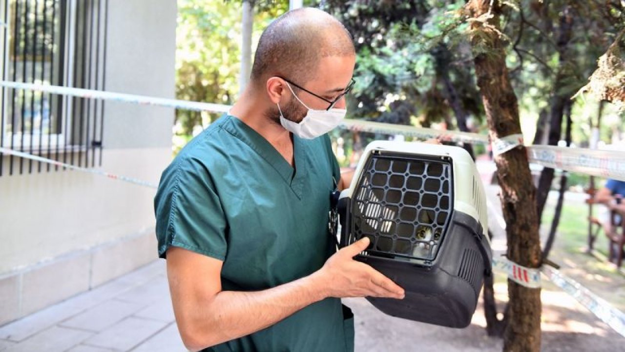 Ankara Büyükşehir Belediyesi ücretsiz kuduz aşısı kampanyası başlattı
