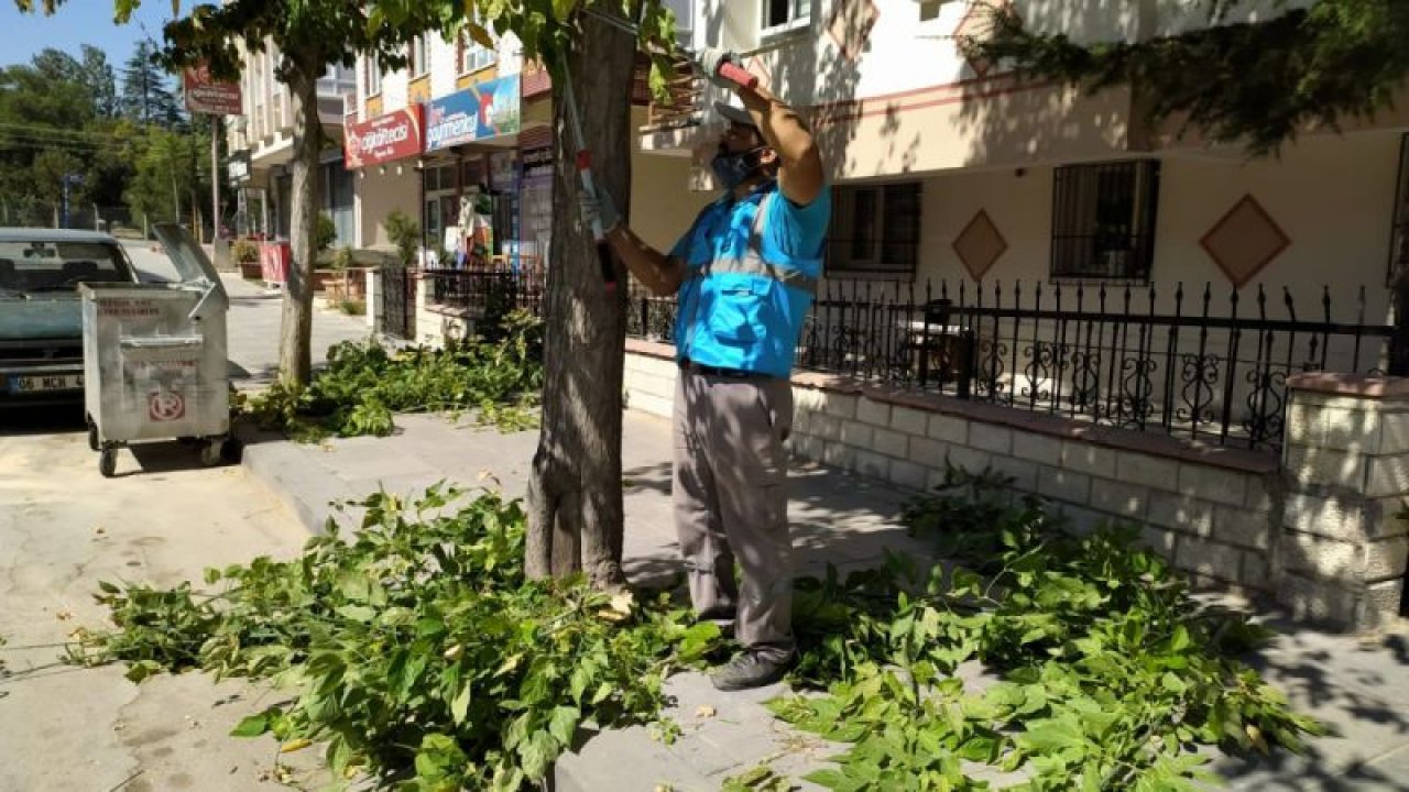 Sincan'da budanan ağaçlar odun olarak ihtiyaç sahiplerine dağıtılıyor - Ankara