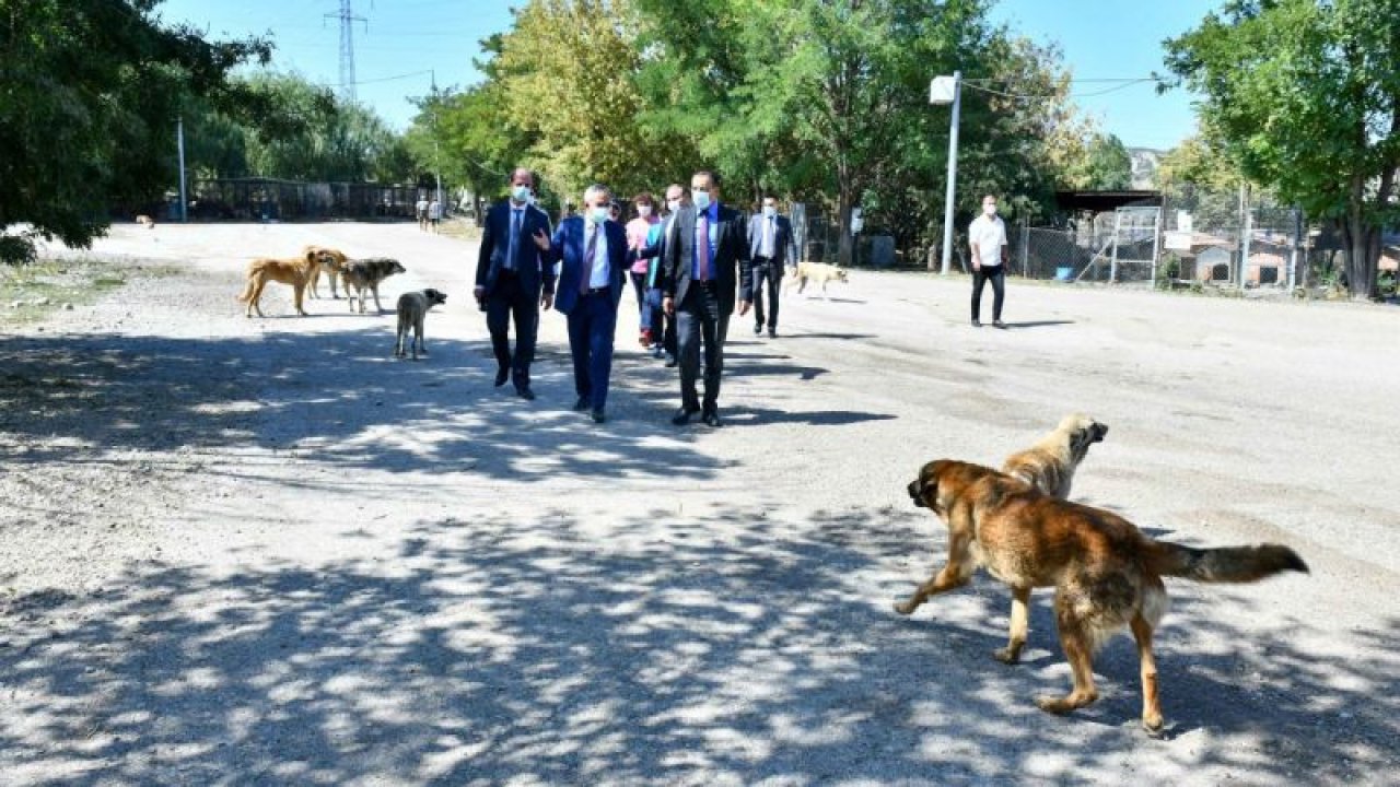 Ankara Büyükşehir Belediyesi hayvanseverlerle iş birliğini sürdürüyor