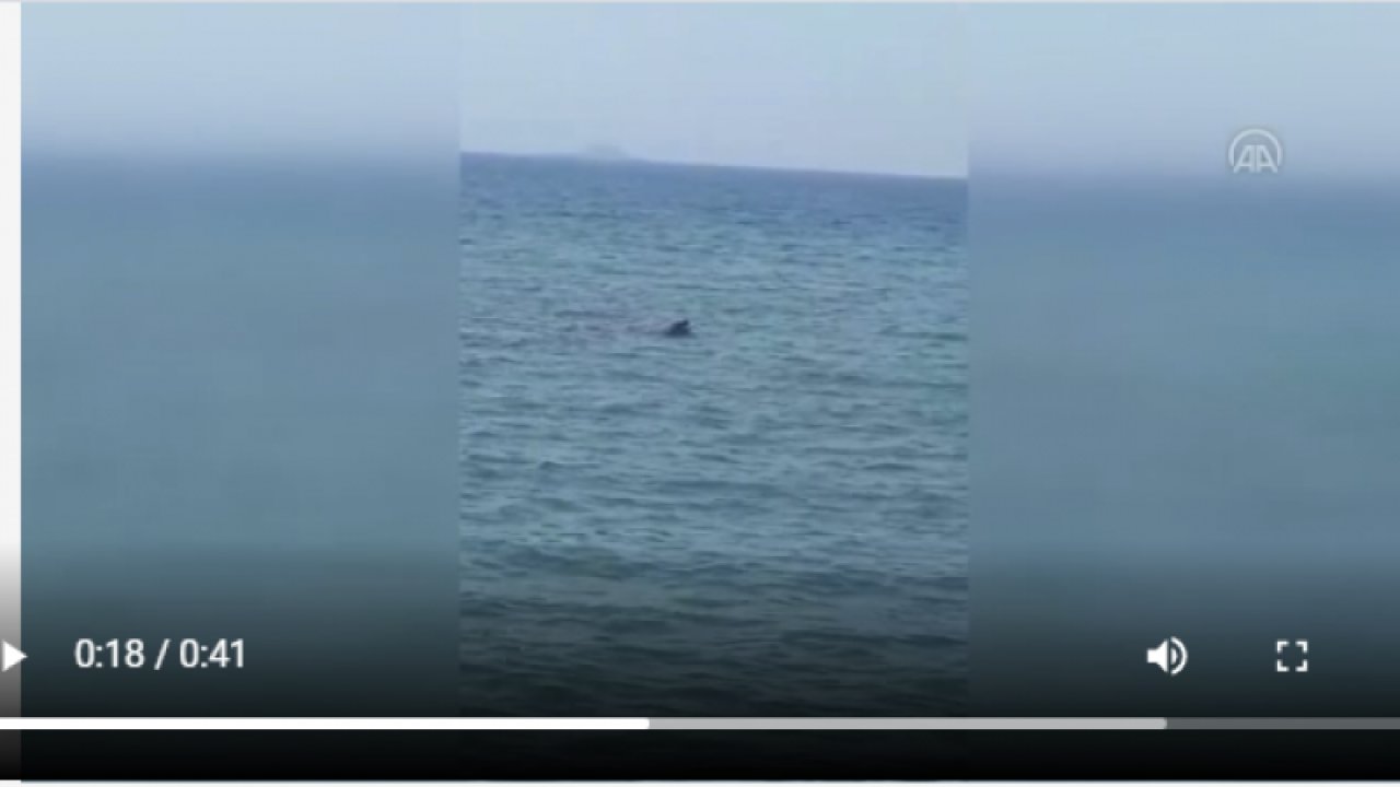 Bodrum'da Akdeniz fokunun balık avladığı anlar görüntülendi - Video