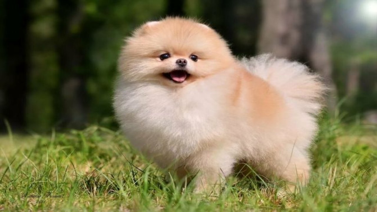 Pomeranian Boo Beslemek İçin 10 Mükemmel Neden