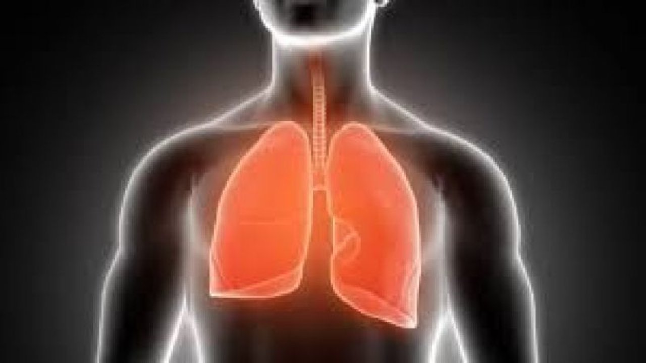 Akciğer Kendini Yeniler mi? Hangi Organ Kendini Ne Kadar Sürede Yeniliyor?