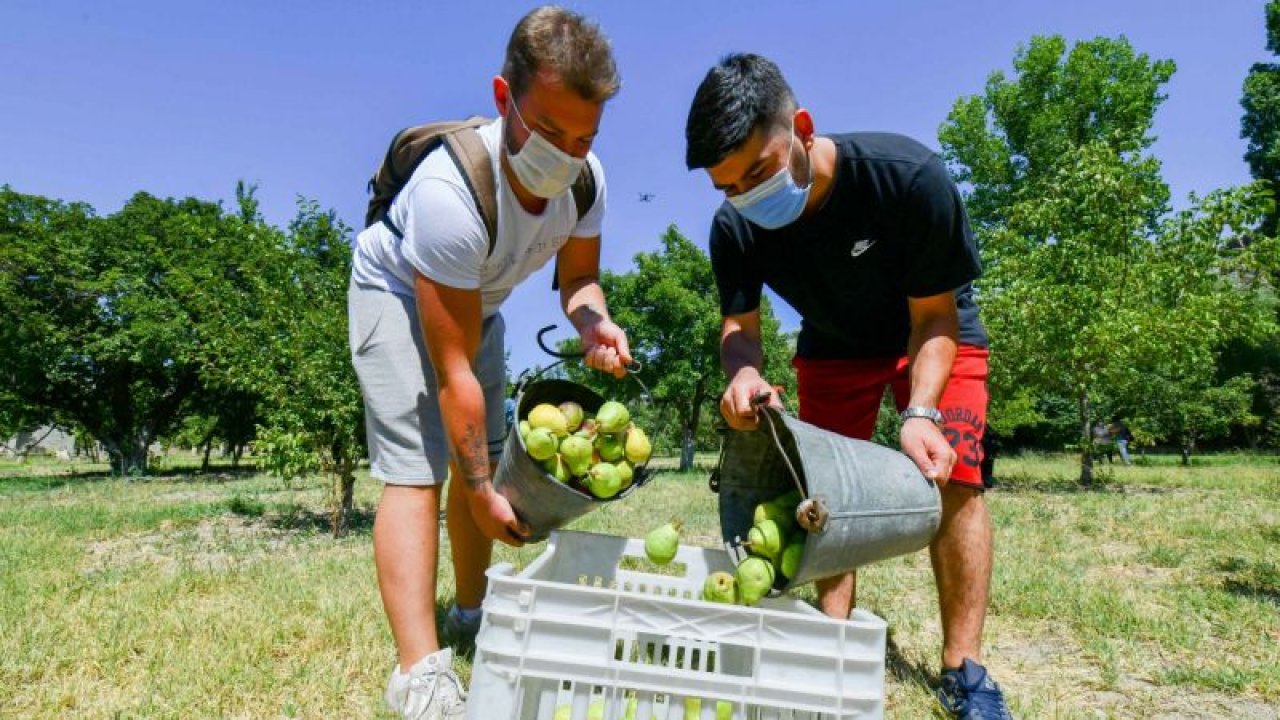 Hayırsever vatandaş, bahçesindeki meyveleri Ankara Büyükşehir Belediyesine bağışladı
