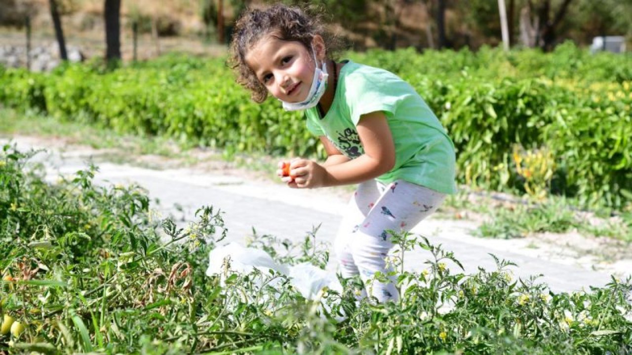 Ankara Mamak'ta çocuklar sebzeleri dalından koparıyor