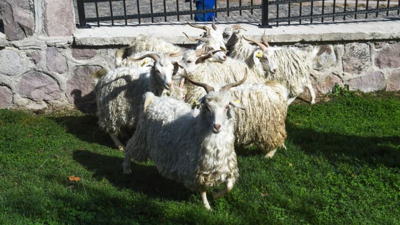 Ankara Keçileri Altınköy’de
