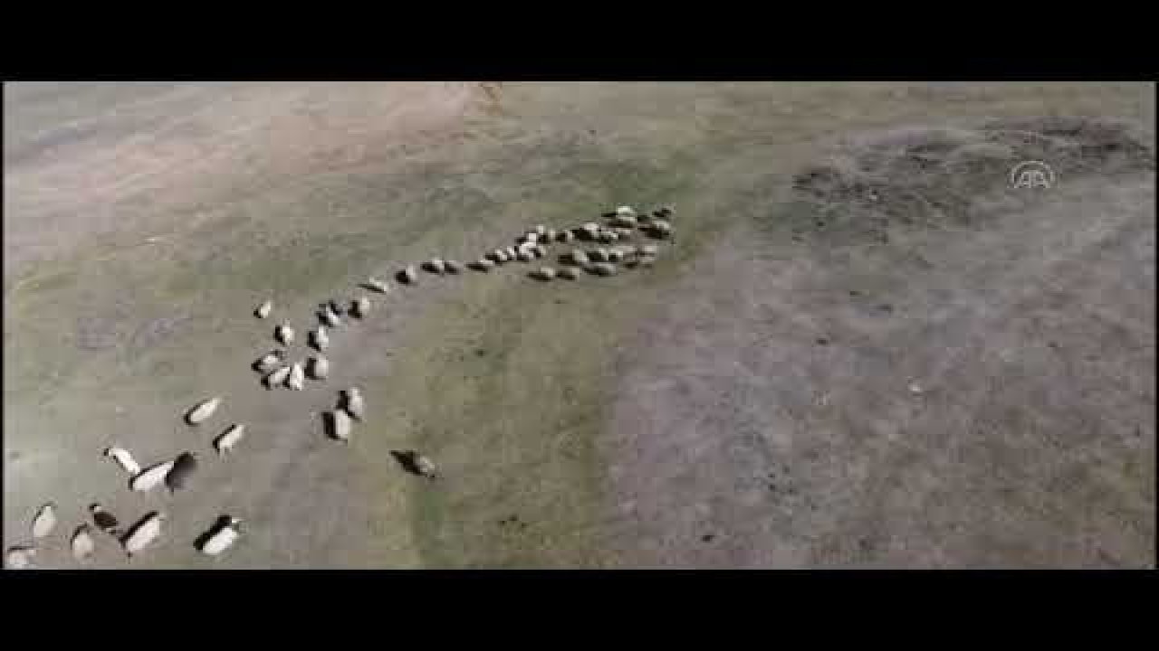 Ardahan'da kaybolan 132 küçükbaş hayvan drone ile bulundu