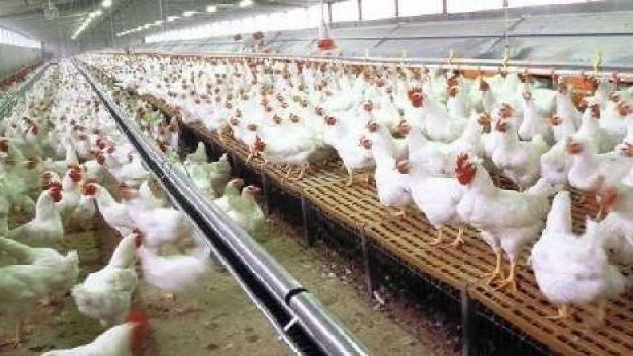 KOSGEB Tavuk Çiftliği Destekleri 2021! Tavuk Çiftliği Kredisi Nasıl Alınır?