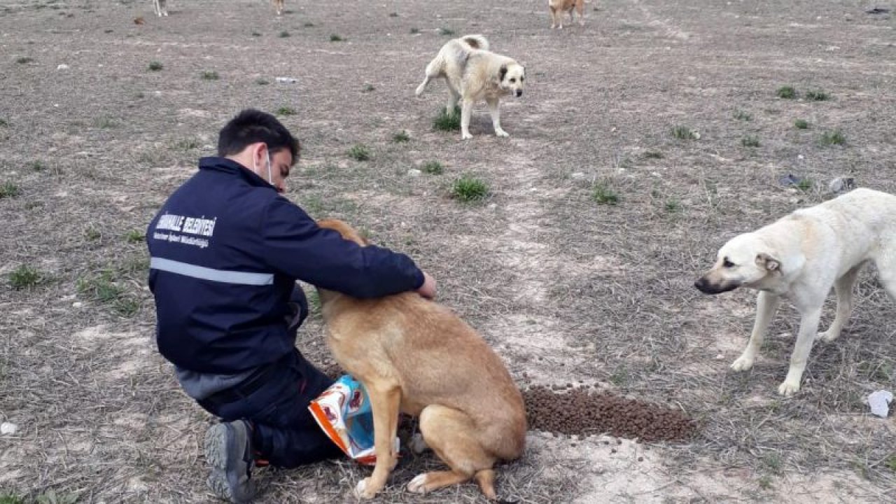 Ankara'da Belediyeler sokak hayvanları için el ele verdi