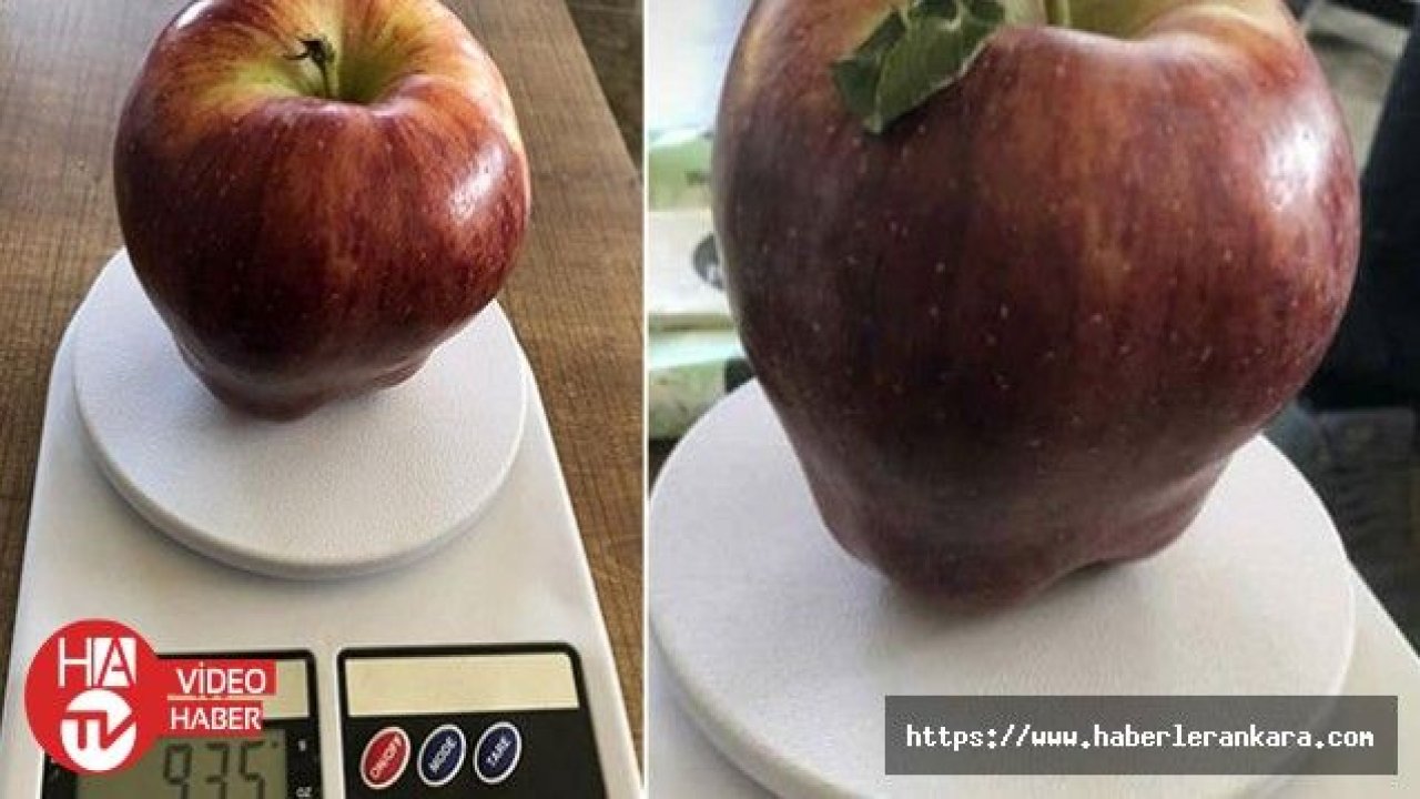 935 gramlık dev elma görenleri şaşırtıyor