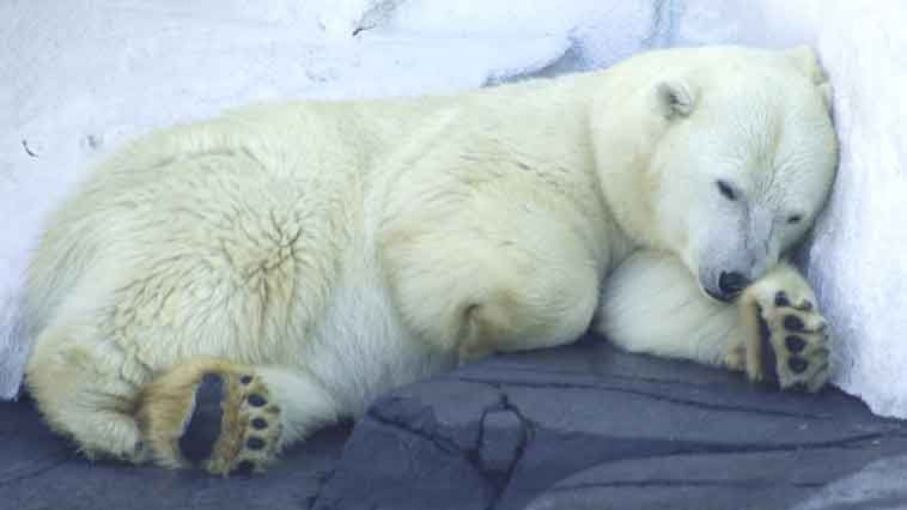 Kış Uykusu Nedir? Kış Uykusuna Yatan Hayvanlar Hangileridir?