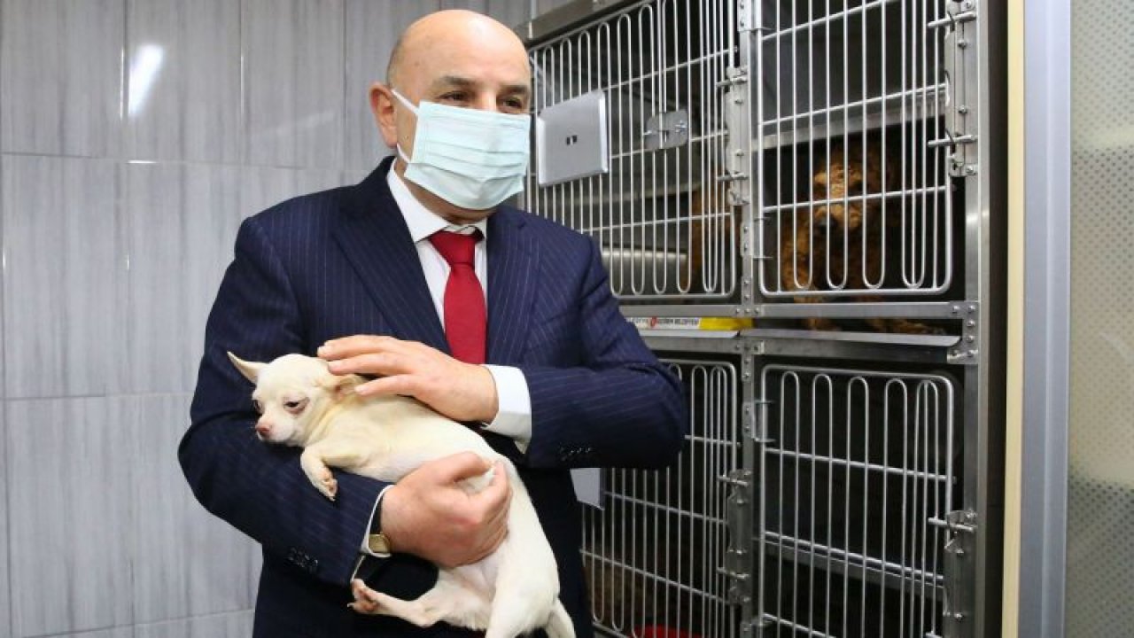 Ankara Keçiören’deki köpekler tedavileri tamamlanınca sahiplendirilecek