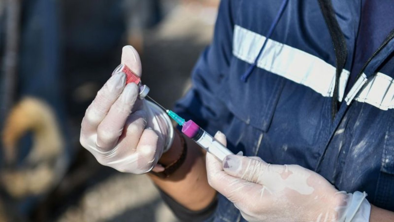 Ankara Büyükşehir Belediyesi, ücretsiz kuduz aşısı seferberliği başlattı