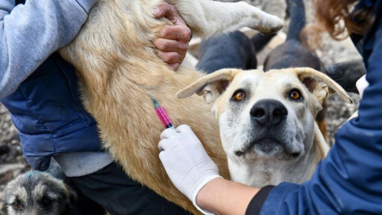 Başkentte hayvan barınaklarındaki "can dostlara" kuduz aşısı yapıldı