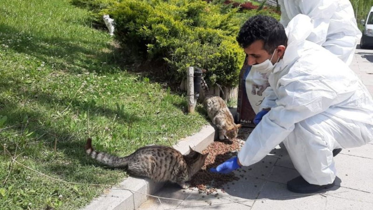 Ankara Etimesgut Belediyesi pandemide  sokak hayvanları da unutmuyor