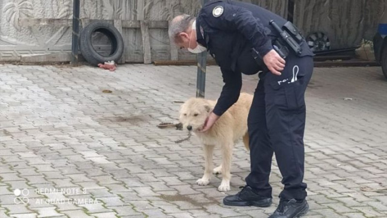 Konya'da köpeğe eziyet ettiği öne sürülen kişiye 947 lira ceza kesildi