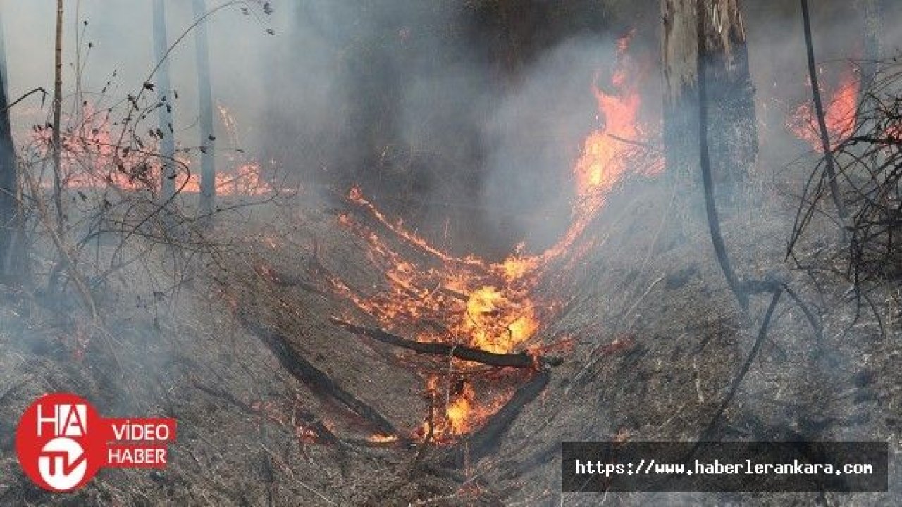 Avustralya’daki orman yangınlarında 30 ev yandı