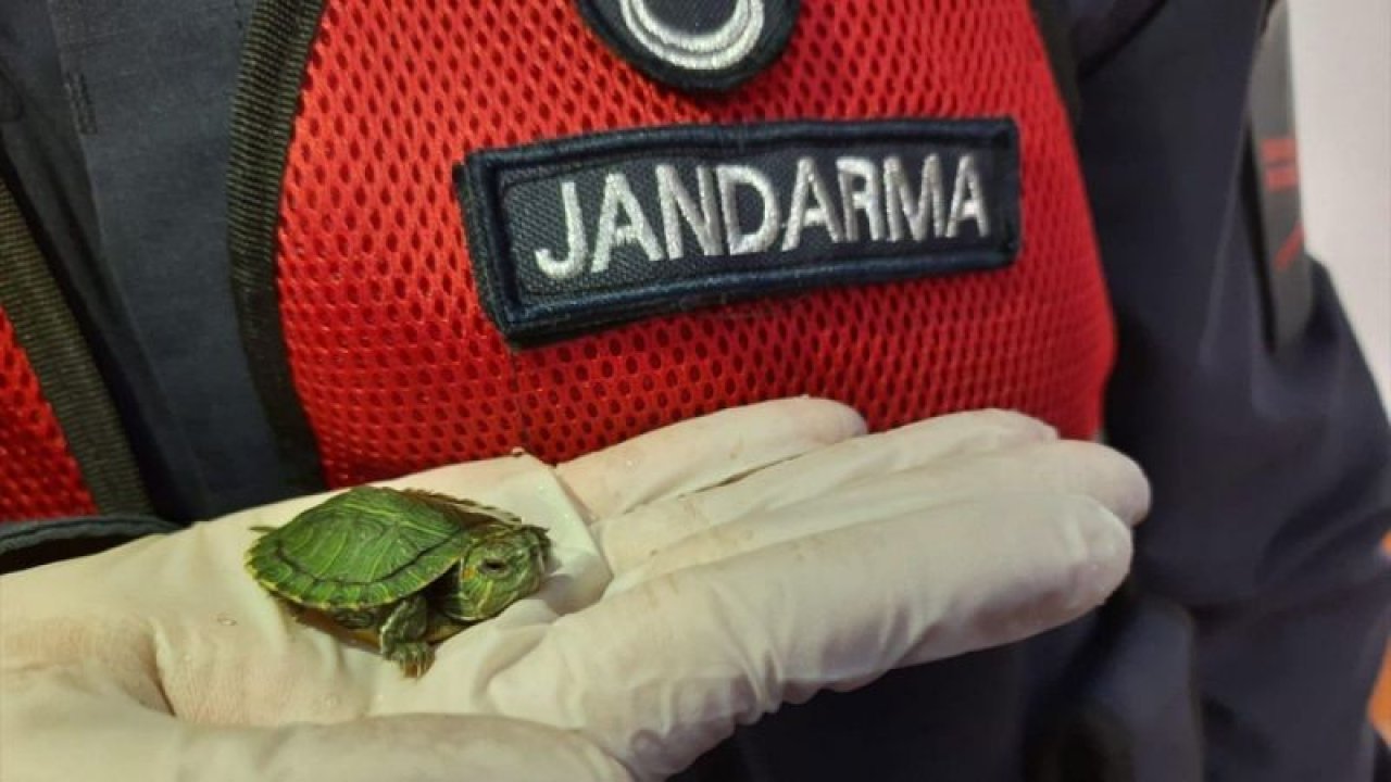 Ankara Şereflikoçhisar'da 100 adet kırmızı yanaklı su kaplumbağası ele geçirildi